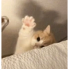 Kitty cats 2 6