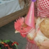 Galinha Fofa Reações 🐔 12