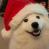 Navidad  13