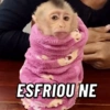Macaquinhos fofos 🤣😍 14