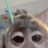 Macaquinho 🙊 11