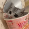 Random Cat 🐱💥 7