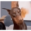 MEMES & Reações 5