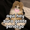aquí hay Pura gente pendeja
