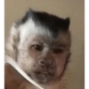 Macaquinhos 15
