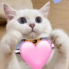 MEME KUCING BUCIN ❤ 12