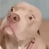 MEMES & Reações 10