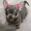 Animalitos 13
