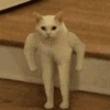 Gatos memes 12