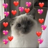 GATOSLOVE❤️ 14