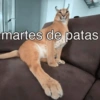 martes de patas
