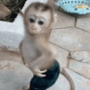 Reações de macaco | monkey 🐒 13