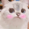 Gatitos 🥰 10