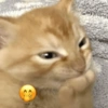 Gatitos cura depresión😻😾🙀😸 14