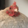 Galinha Fofa Reações 🐔 16