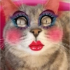 Kucing Lucu 10