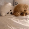 🐶 TÚ Y YO VERSIÓN PERRITOS 🐾 6