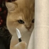 📌🌈🐈✨️Gatos Funny Mood✨️🐈‍⬛🌈 22