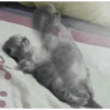 Спящий Котенок