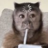 Macaquinhos fofos 🤣😍 8