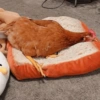 Galinha Fofa Reações 🐔 14