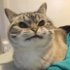 CATS 🐈😺 10