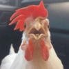 Galinha Fofa Reações 🐔 19