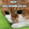 Kucing Anomali 4 5