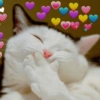 MEME KUCING BUCIN ❤ 7