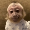 Macaquinhos fofos 🤣😍 9