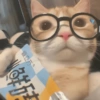 Random Cat 🐱💥 9
