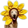 🌻💐 Желтые цветы 3 💐🌻 14