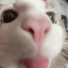 📌🌈🐈✨️Gatos Funny Mood✨️🐈‍⬛🌈 12