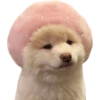 Pink icon's 5