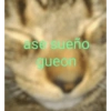 Funny cats - Pak 2 8