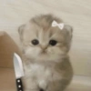 📌🌈🐈✨️Gatos Funny Mood✨️🐈‍⬛🌈 23