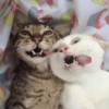Gatos memes 25