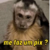 Macaquinhos fofos 🤣😍 4