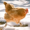Galinha Fofa Reações 🐔 21