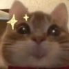 📌🌈🐈✨️Gatos Funny Mood✨️🐈‍⬛🌈 5