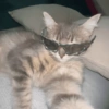 Gatos memes 17