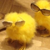 Galinha Fofa Reações 🐔 29