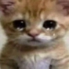 Gatitos. | @ocenferios  Haki. 8