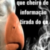 Novos shitpost 13