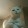 Random Cat 🐱💥 15
