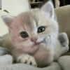 Meme Kucing Cute 🐱 18