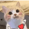 Gatos 2😎 5