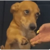 Reações dogs 🐾 8