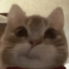 Gatitos cura depresión😻😾🙀😸 10