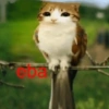 eba